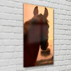 Print on Glass Wall Art 60x120 Animal horse beach at sunset nature wild sky