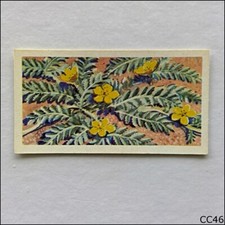 Brooke Bond Tea Card Wild Flowers Series 3 1964 #22 Silverwedd (CC46)