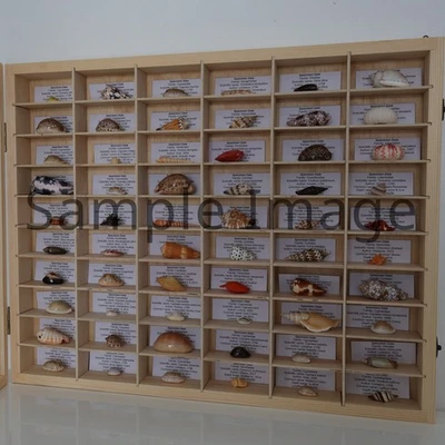 60 assorted IndoPacific seashell specimens with data labels display with cover 1 - Image 1 of 4