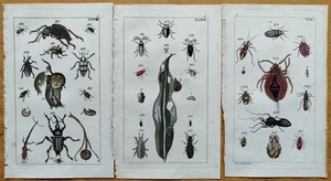Insekten 3 Kupferstiche - Wilhelm Naturgeschichte - 1800 (C) - Picture 1 of 3