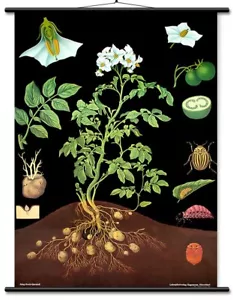 Tabella Educativa Patate - Litografia Botanica Supporto Lino PRONTA DA APPENDERE! - Foto 1 di 5
