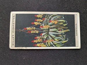 1925 Wills Flower Culture In Pots Card # 30 Lachenalia or Cape Cowslip (VG) - Picture 1 of 3