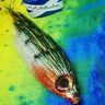 PIKE PRED/FLY full metal racket gold baitfish 6/0 circle 7/8" made in scotland