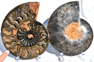 Large Black Ammonite Pair Deep Crystals 228mm XXXLRG 9.0" 110myo fossil 3735uy - Picture 1 of 11