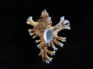 Sea Shell Chicoreus palmarosae 85,6 mm ID#7941 - Imagen 1 de 4