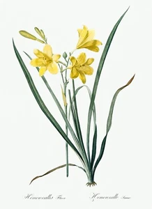 Yellow Daylily Lily Les Liliacees by Pierre Joseph Redouté Print Repro - Picture 1 of 2