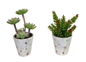Potted Succulent - 8" - Picture 1 of 1