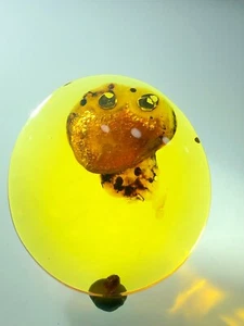 Beautiful 🪼 jellyfish The Most Expensive Fossil Amber Burmese, Museum Quality - Picture 1 of 6