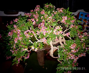 Sterblus Asper Bonsai Tree ~ Please select a tree according to the code listed. - Picture 1 of 7
