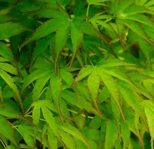 1X ACER PALMATUM GOING GREEN PLANT - RARE JAPANESE MAPLE - P9 - Picture 1 of 1