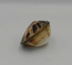 Vintage Cowrie Shell Trinket Box with Brass Hinges – Small Seashell Jewelry - Picture 1 of 3
