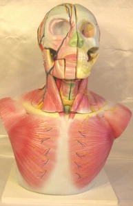 Lifesize Kopfhals Brust Anatomische Anatomie Modell Venen Muskeln Lehren Neu - Bild 1 von 9