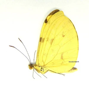 Unmontierter Schmetterling/Pieridae - Enantia albania albania, M, Mexiko - Bild 1 von 1