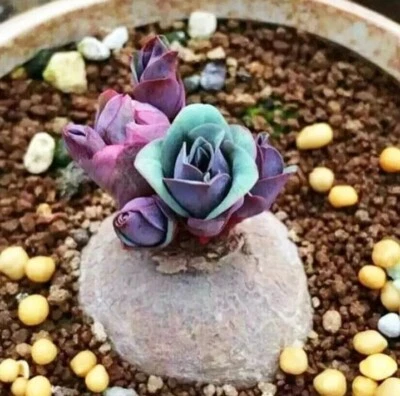 Euphorbia Rapulum 3cm diameter rare 4 years  - Image 1 of 3