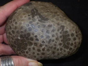 Unpolished Petoskey Stone - Picture 1 of 3