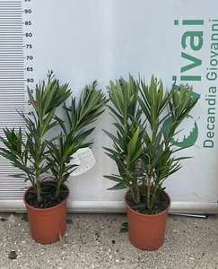 PIANTA DI OLEANDRO NERIUM VASO 19 altezza 50/60 cm colori mix  (foto reale) - Foto 1 di 1