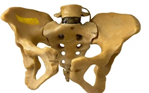 Human Pelvis Skeleton Model Educational and Scientific Plastic Made in Britain - Picture 1 of 22