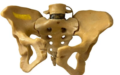 Modelo de esqueleto de pelvis humana plástico educativo y científico hecho en Gran Bretaña Foto 1 de 4