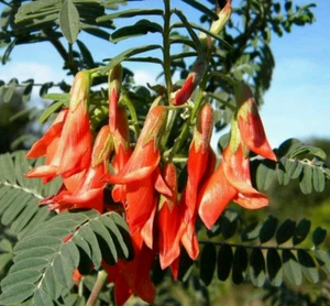 Lessertia Frutescens 7 Seeds, African Sutherlandia Shrub,The Cancer Bush - Picture 1 of 5