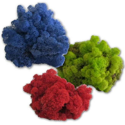 Islandmoos - Rentiermoos - Finnland Moos - Loses Moos zum Basteln und Dekorieren - Bild 1 von 4