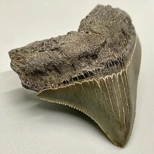 2,79 Zoll scharf gezackter fossiler MEGALODON Hai-Seitenzahn – USA - Bild 1 von 7