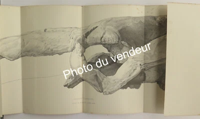 Paléontologie: Delforterie, 1880. Découverte d’un squelette entier de Rytiodus - Photo 1/4