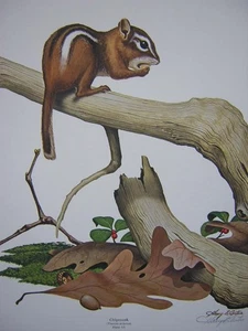 Mini impresión artística firmada por Harry Antis ardilla edición limitada - Imagen 1 de 1