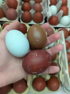 10 Bruteier Hühner bunt oliv grün nato Marans Opal Cream Legbar - Bild 1 von 10