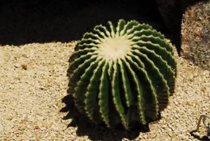 GOLDEN BARREL CACTUS (Echinocactus grusonii var.brevispinus) 10 seeds - Picture 1 of 4