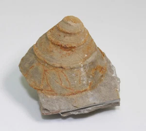 Schnecke, Pyrgotrochus sp., Jura, Kimmeridge, Ebermannstadt, Deutschland -eb7332 - Picture 1 of 7