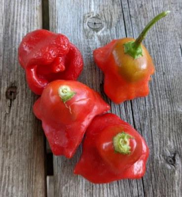 SEED- Unusually Shaped Mad Hatter -Bishop's Crown Pepper  Sweet Fruity & Spicy - Image 1 of 4