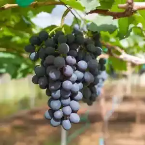 Vitis Zilga edible grape in 9cm pot - climber - Picture 1 of 1