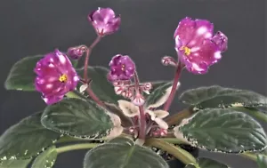 Rivermist Beguiling Blatt/leaf African Violet Usambaraveilchen - Bild 1 von 1