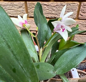 AU STOCK AUSTRALIA DENDROBIUM PINK ROCK FRAGRANT ORCHID ROOTED PLANT 047-9 - Picture 1 of 16