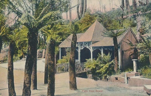 PC49728 Fern Tree. Bower. Tasman. B. Hopkins - Picture 1 of 2