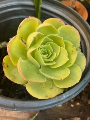 Aeonium arboreum-árbol Aeonium Foto 1 de 4