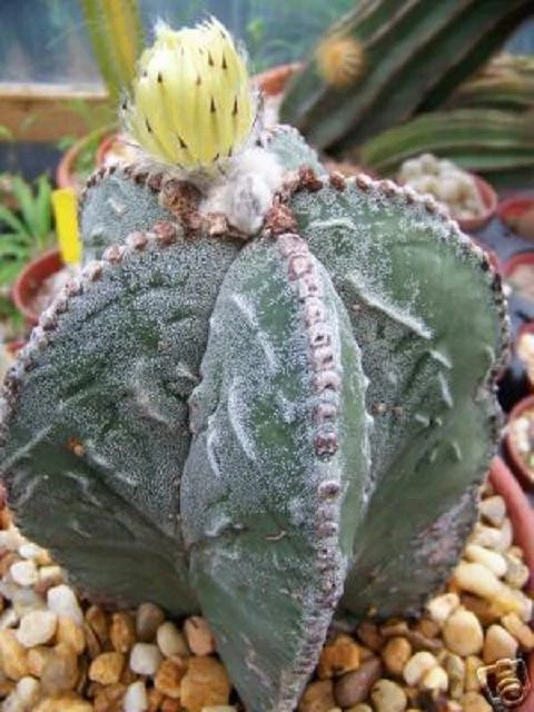 Astrophytum Myriostigma FUKURYU cactus raro 15 SEMILLAS Foto 1 de 1