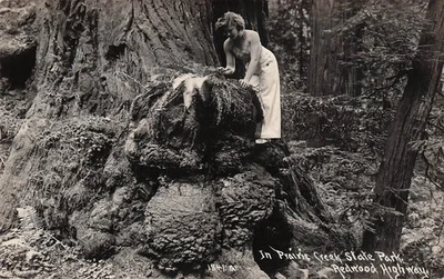 RPPC Prairie Creek State Park Redwood Highway California Photo Postcard H53 - Image 1 of 2
