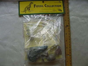 (F-18) 12 Fossils pack fossil shell ammonite crinoid wood gastropod algae MORE - Picture 1 of 1
