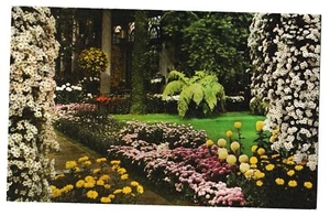 Chrysanthemums LONGWOOD GARDENS Kennett Square PA Pennsylvania Postcard - Picture 1 of 2