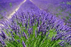 1000 Samen Echter Lavendel (Lavandula angustifolia, officinalis), Duftlavendel - Bild 1 von 2