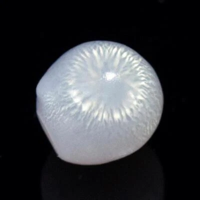 1.35 cts Genuine Natural Wild Tridacna Clam Pearl 6.10 mm Extremely Rare 0.27 g - Image 1 of 4