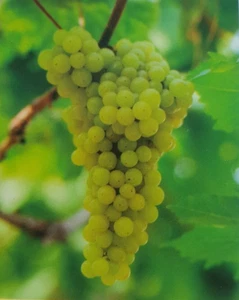LAKEMONT Seedless White Table Grape Vine 3 Gallon Live Plant FREE RECIPE LOOK! - Picture 1 of 2