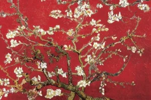 Almendro Vincent Van Gogh 24 x 36 - Imagen 1 de 1