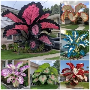 circa 100 pezzi semi di fiori di caladio colore raro perenne giardino all'aperto bonsai - Foto 1 di 28