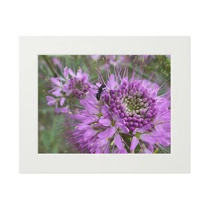 Ant in bloom #1 flagstaff Az Fine Art Prints Paper Frame - Picture 1 of 5