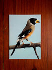 Oiseau à définir  ornithologie birds carte postale postcard 