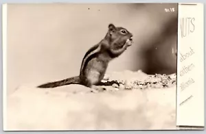 RPPC Chipmunk ist verrückt nach Kalifornien Vintage c1939 echtes Foto Postkarte - Bild 1 von 4