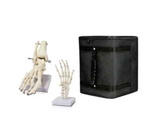 Parco Scientific Human Foot Skeleton Model on Base and Human Hand Skeleton Model - Picture 1 of 1