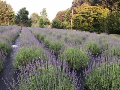 Lavandula Angustifolia | Lavender Live Plant Perennials Starter | Aromatic Herb - Image 1 of 4